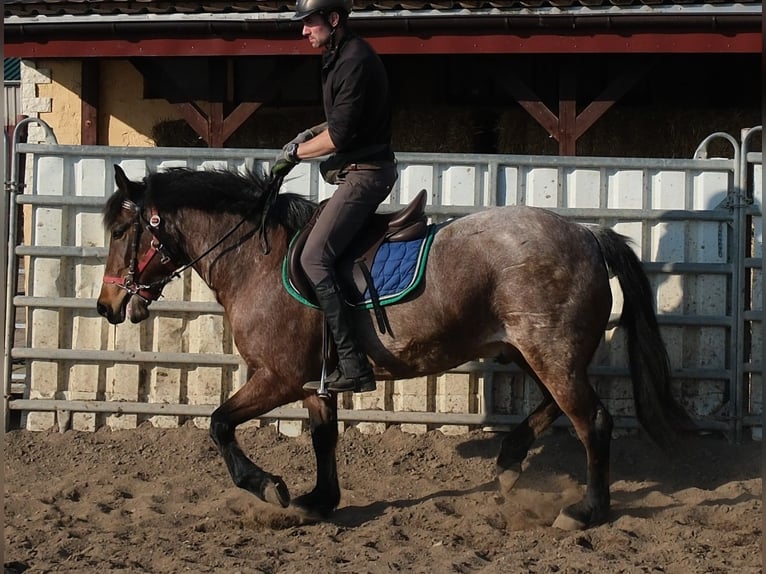 Sonstige Rassen Wallach 6 Jahre 148 cm Rotschimmel in Buttstädt