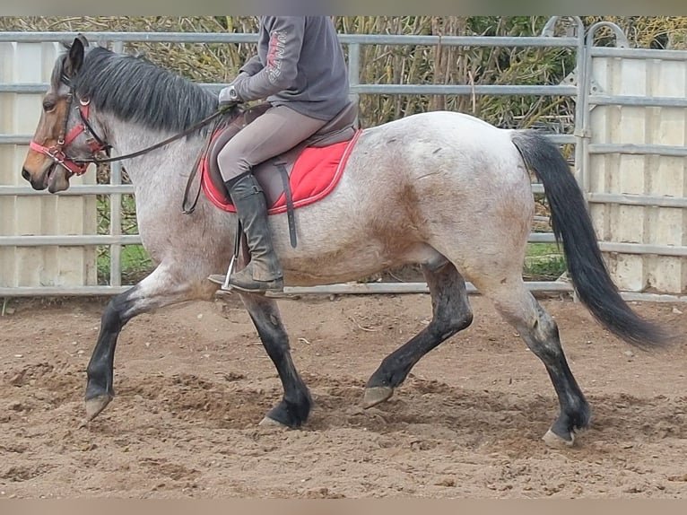 Sonstige Rassen Wallach 6 Jahre 148 cm Rotschimmel in Buttstädt