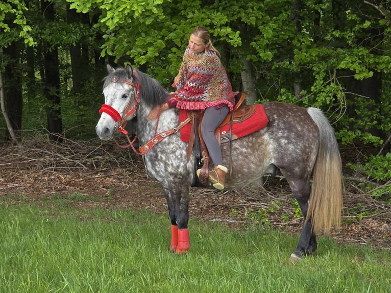 Sonstige Rassen Wallach 6 Jahre 150 cm Apfelschimmel in Linkenbach