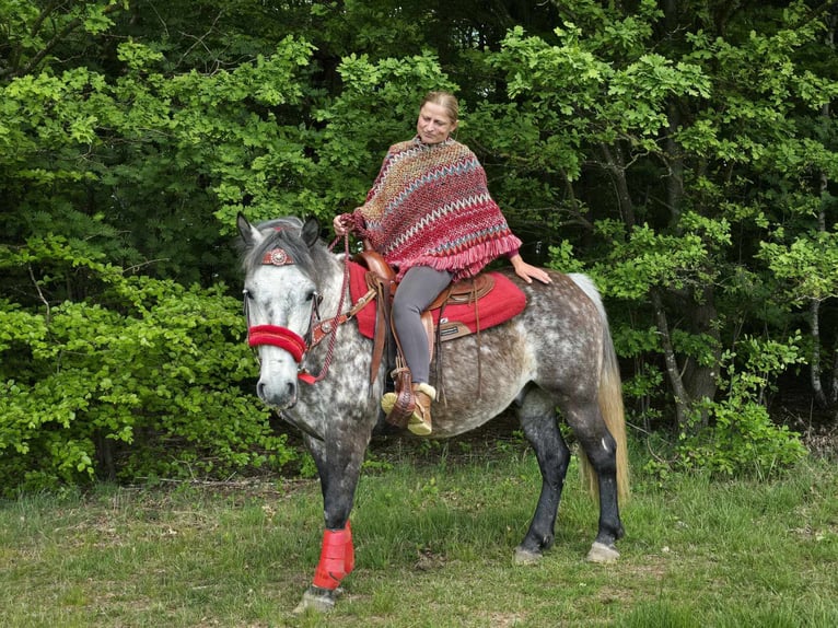 Sonstige Rassen Wallach 6 Jahre 150 cm Apfelschimmel in Linkenbach