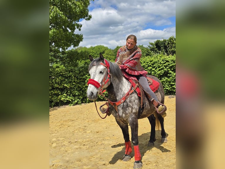 Sonstige Rassen Wallach 6 Jahre 150 cm Apfelschimmel in Linkenbach