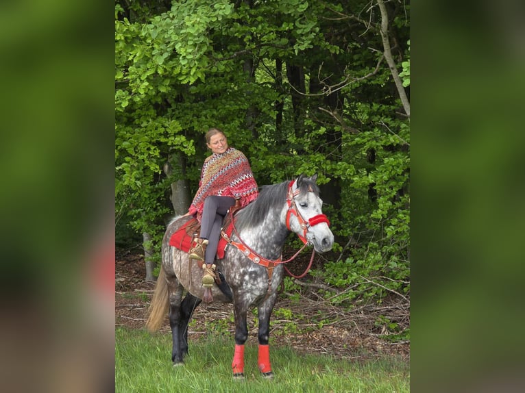Sonstige Rassen Wallach 6 Jahre 150 cm Apfelschimmel in Linkenbach
