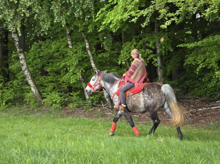 Sonstige Rassen Wallach 6 Jahre 150 cm Apfelschimmel in Linkenbach