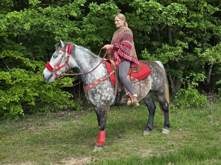 Sonstige Rassen Wallach 6 Jahre 150 cm Apfelschimmel in Linkenbach