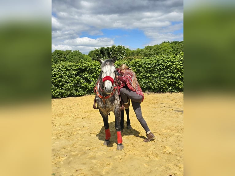 Sonstige Rassen Wallach 6 Jahre 150 cm Apfelschimmel in Linkenbach