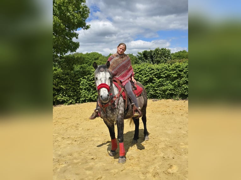 Sonstige Rassen Wallach 6 Jahre 150 cm Apfelschimmel in Linkenbach