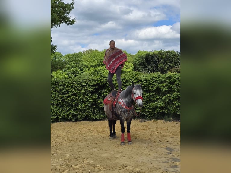 Sonstige Rassen Wallach 6 Jahre 150 cm Apfelschimmel in Linkenbach