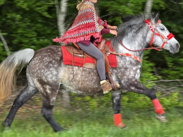 Sonstige Rassen Wallach 6 Jahre 150 cm Apfelschimmel in Linkenbach