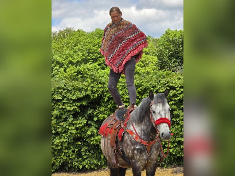 Sonstige Rassen Wallach 6 Jahre 150 cm Apfelschimmel in Linkenbach