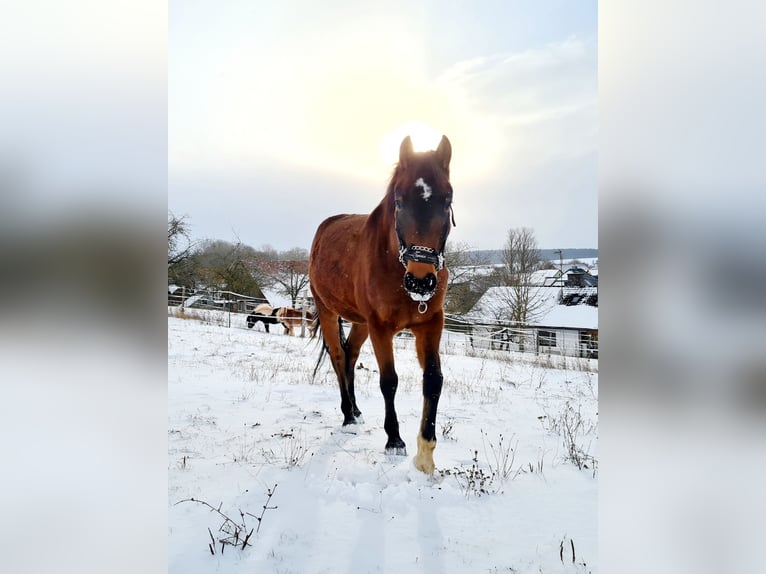 Sonstige Rassen Wallach 6 Jahre 152 cm Brauner in Leutershausen