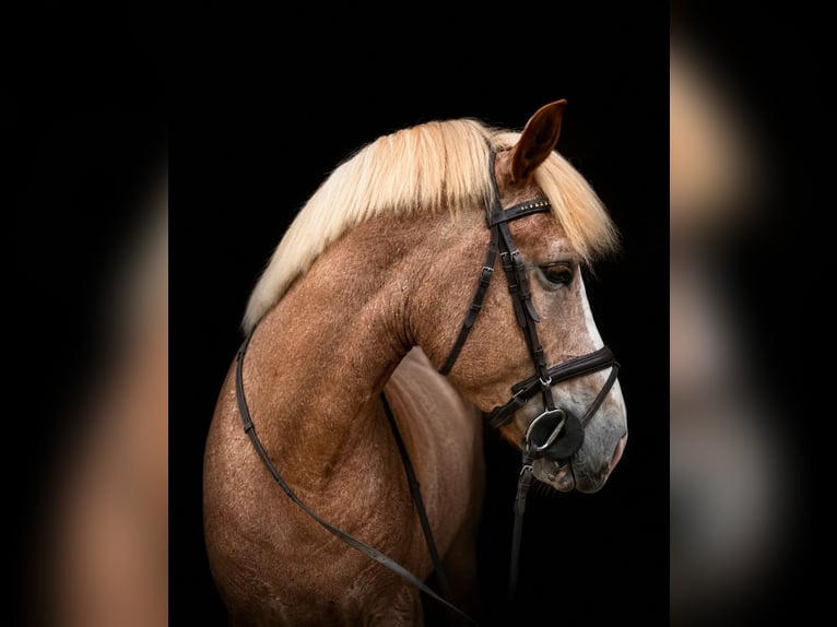 Sonstige Rassen Mix Wallach 6 Jahre 152 cm Palomino in Stadtallendorf