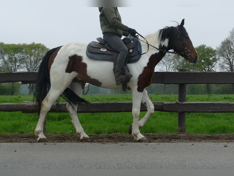 Sonstige Rassen Wallach 6 Jahre 152 cm Schecke in Lathen