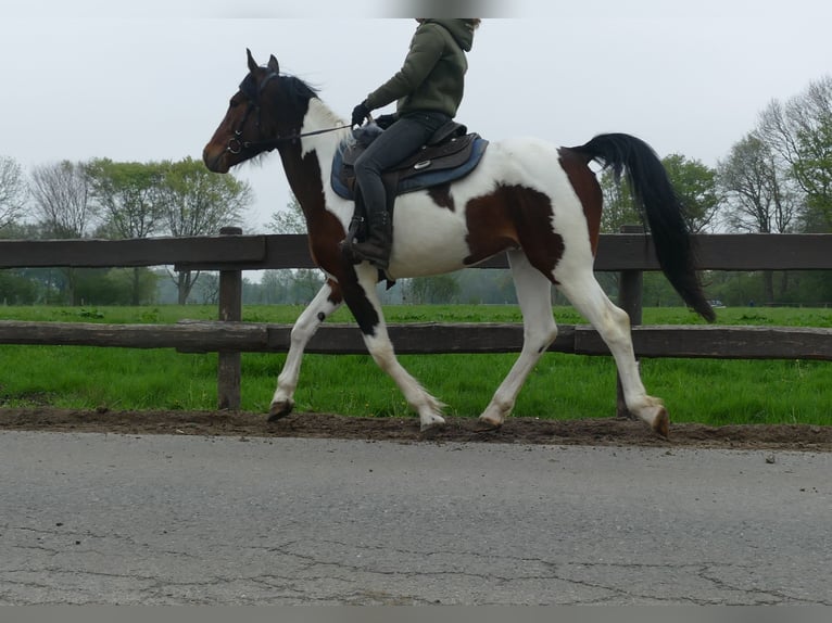 Sonstige Rassen Wallach 6 Jahre 152 cm Schecke in Lathen