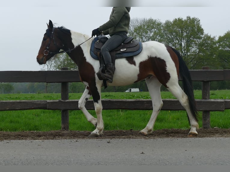 Sonstige Rassen Wallach 6 Jahre 152 cm Schecke in Lathen