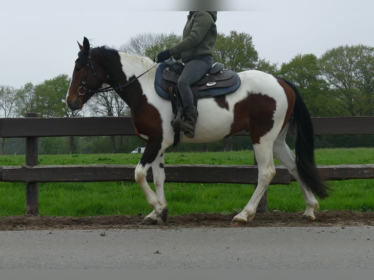 Sonstige Rassen Wallach 6 Jahre 152 cm Schecke in Lathen