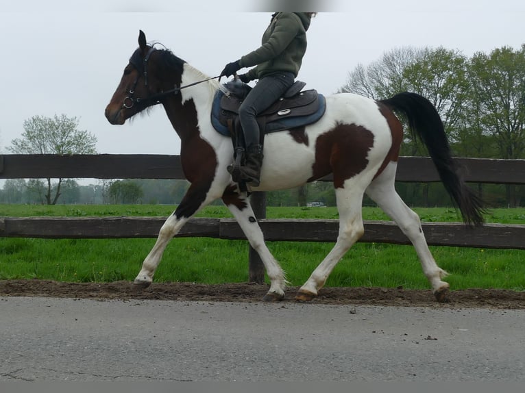 Sonstige Rassen Wallach 6 Jahre 152 cm Schecke in Lathen