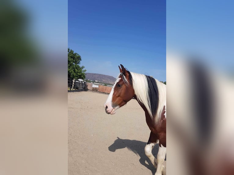 Sonstige Rassen Wallach 6 Jahre 153 cm Schecke in Kreta