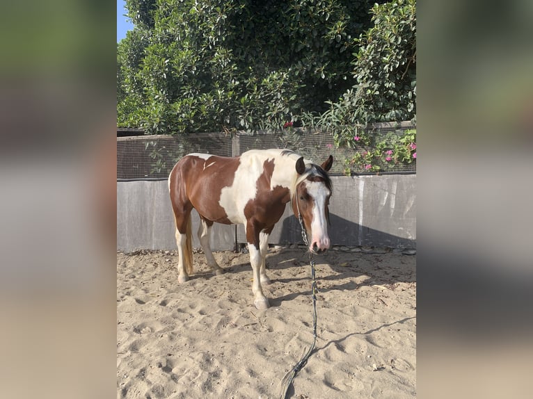 Sonstige Rassen Wallach 6 Jahre 153 cm Schecke in Kreta