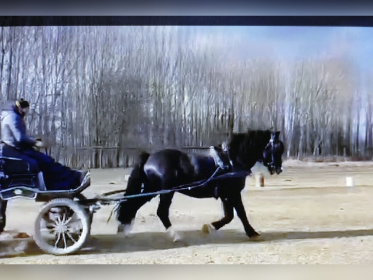 Sonstige Rassen Wallach 6 Jahre 154 cm Rappe in Ramsau
