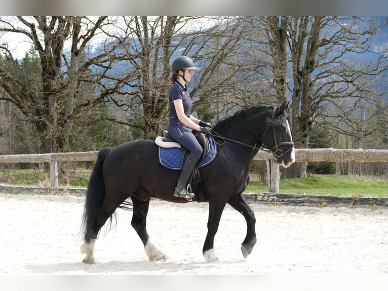 Sonstige Rassen Wallach 6 Jahre 154 cm Rappe in Ramsau