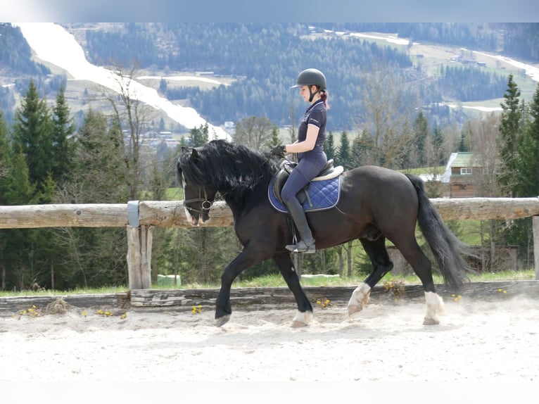 Sonstige Rassen Wallach 6 Jahre 154 cm Rappe in Ramsau