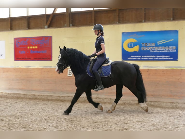 Sonstige Rassen Wallach 6 Jahre 154 cm Rappe in Ramsau