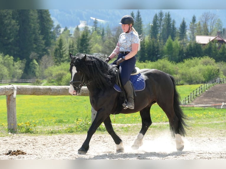 Sonstige Rassen Wallach 6 Jahre 154 cm Rappe in Ramsau