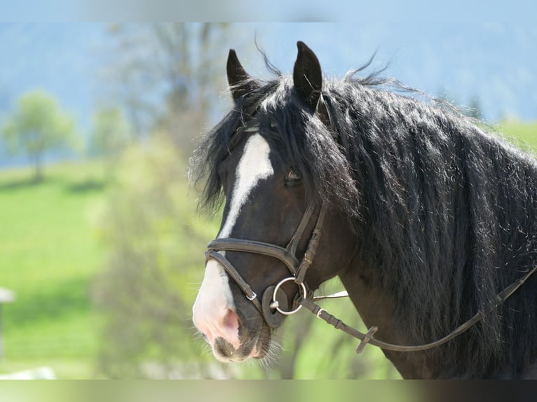 Sonstige Rassen Wallach 6 Jahre 154 cm Rappe in Ramsau