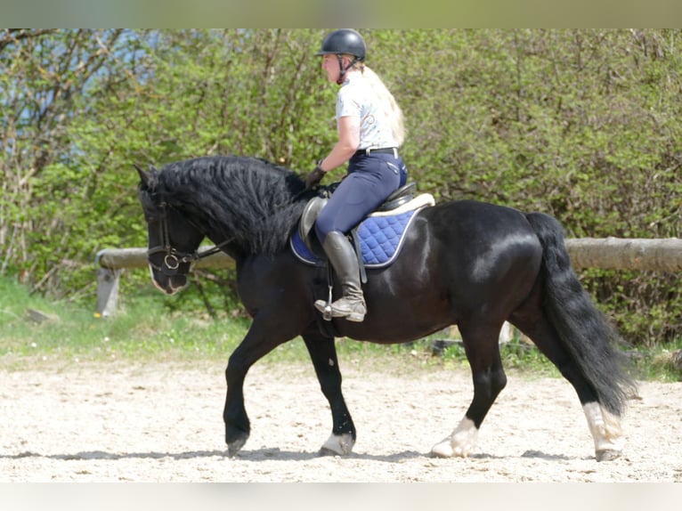 Sonstige Rassen Wallach 6 Jahre 154 cm Rappe in Ramsau