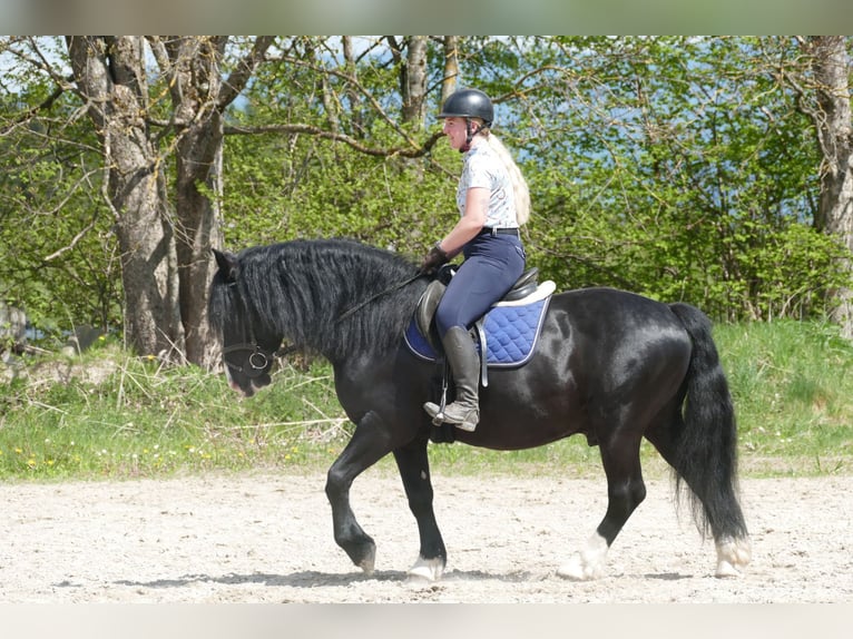 Sonstige Rassen Wallach 6 Jahre 154 cm Rappe in Ramsau