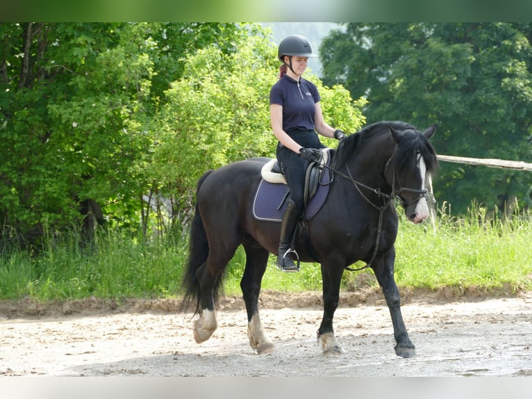 Sonstige Rassen Wallach 6 Jahre 154 cm Rappe in Ramsau