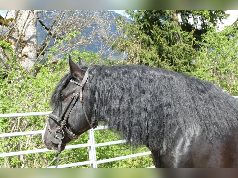Sonstige Rassen Wallach 6 Jahre 154 cm Rappe in Ramsau