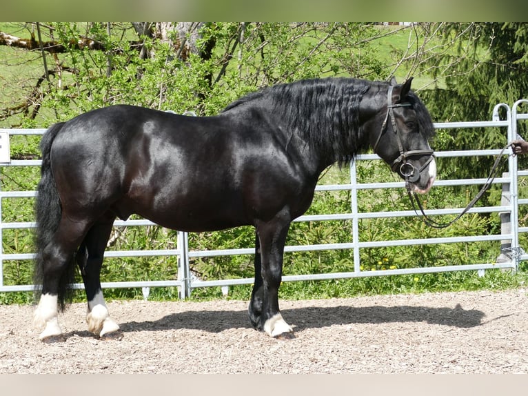 Sonstige Rassen Wallach 6 Jahre 154 cm Rappe in Ramsau