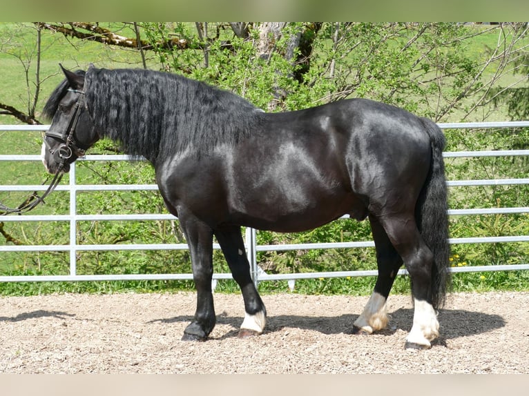 Sonstige Rassen Wallach 6 Jahre 154 cm Rappe in Ramsau