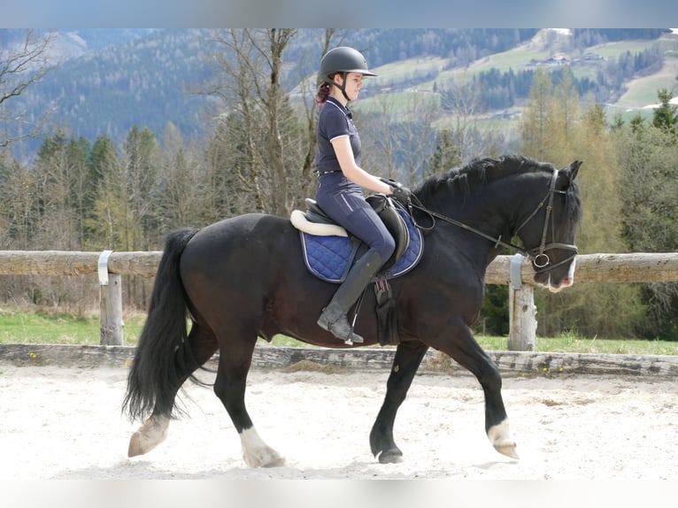 Sonstige Rassen Wallach 6 Jahre 154 cm Rappe in Ramsau