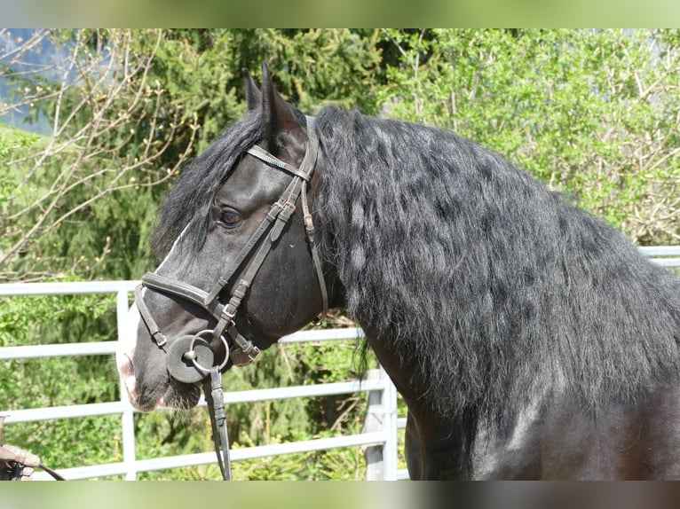 Sonstige Rassen Wallach 6 Jahre 154 cm Rappe in Ramsau