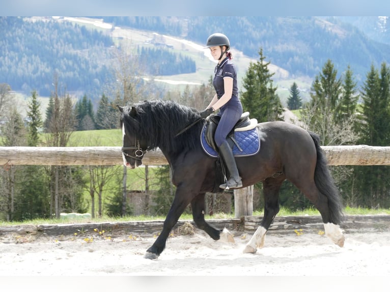 Sonstige Rassen Wallach 6 Jahre 154 cm Rappe in Ramsau