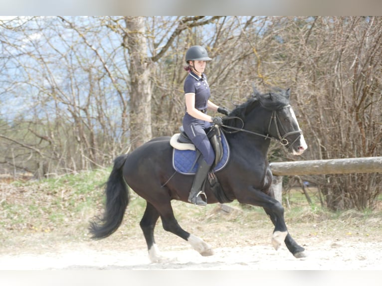 Sonstige Rassen Wallach 6 Jahre 154 cm Rappe in Ramsau
