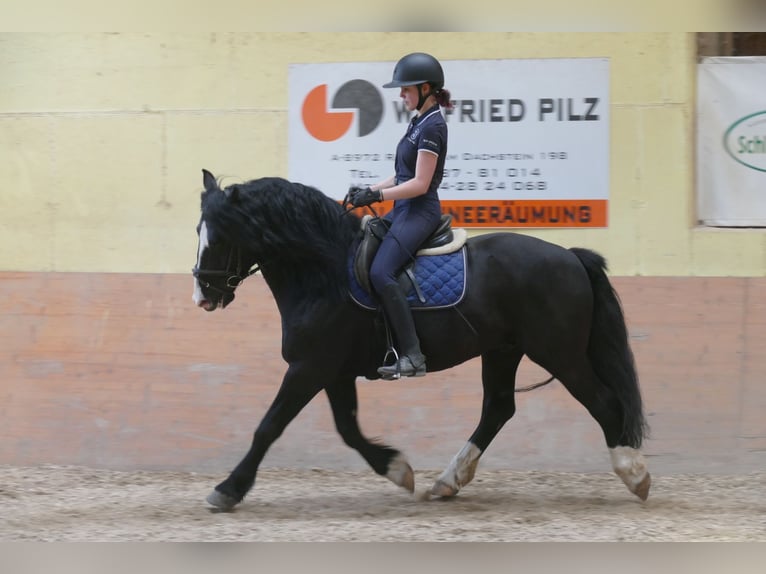 Sonstige Rassen Wallach 6 Jahre 154 cm Rappe in Ramsau