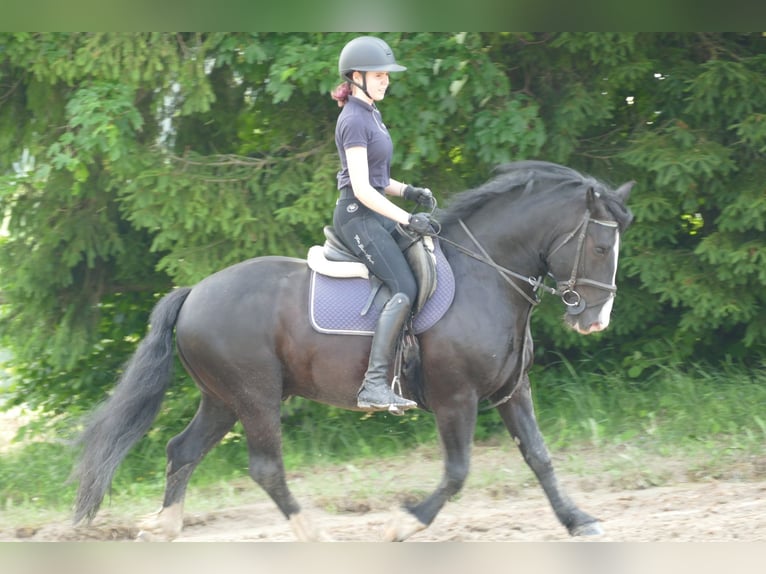 Sonstige Rassen Wallach 6 Jahre 154 cm Rappe in Ramsau