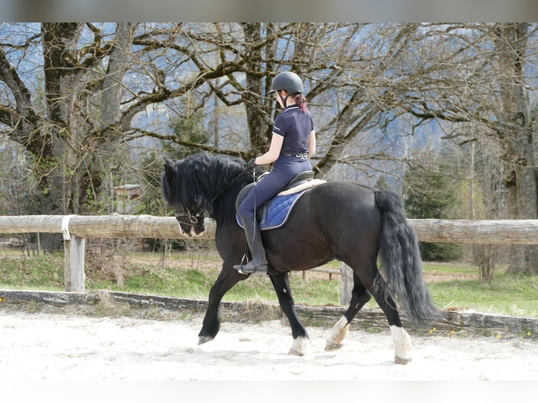 Sonstige Rassen Wallach 6 Jahre 154 cm Rappe in Ramsau