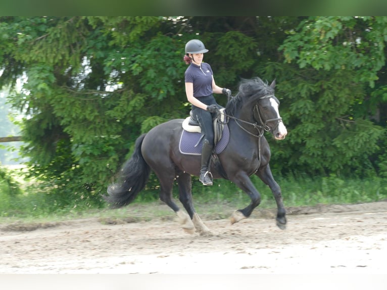 Sonstige Rassen Wallach 6 Jahre 154 cm Rappe in Ramsau