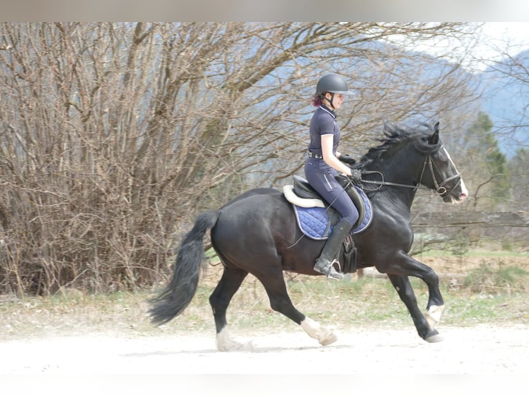 Sonstige Rassen Wallach 6 Jahre 154 cm Rappe in Ramsau