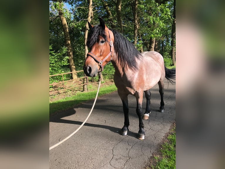 Sonstige Rassen Mix Wallach 6 Jahre 154 cm Rotschimmel in Sauensiek