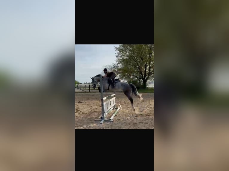 Sonstige Rassen Wallach 6 Jahre 154 cm Schimmel in Friedrichshafen