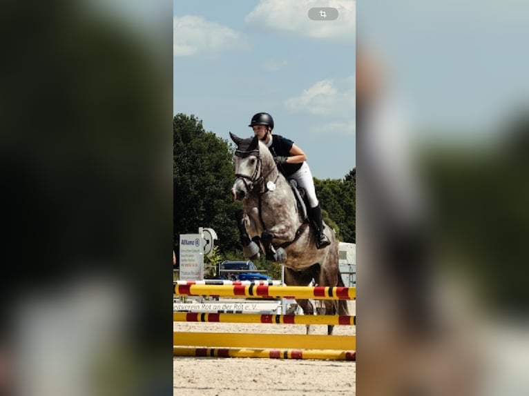 Sonstige Rassen Wallach 6 Jahre 154 cm Schimmel in Friedrichshafen
