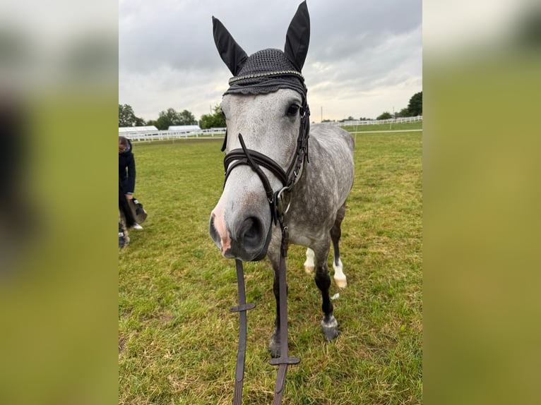 Sonstige Rassen Wallach 6 Jahre 154 cm Schimmel in Friedrichshafen