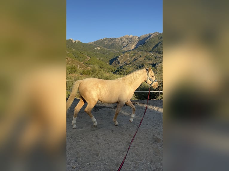 Sonstige Rassen Mix Wallach 6 Jahre 155 cm Palomino in Malaga