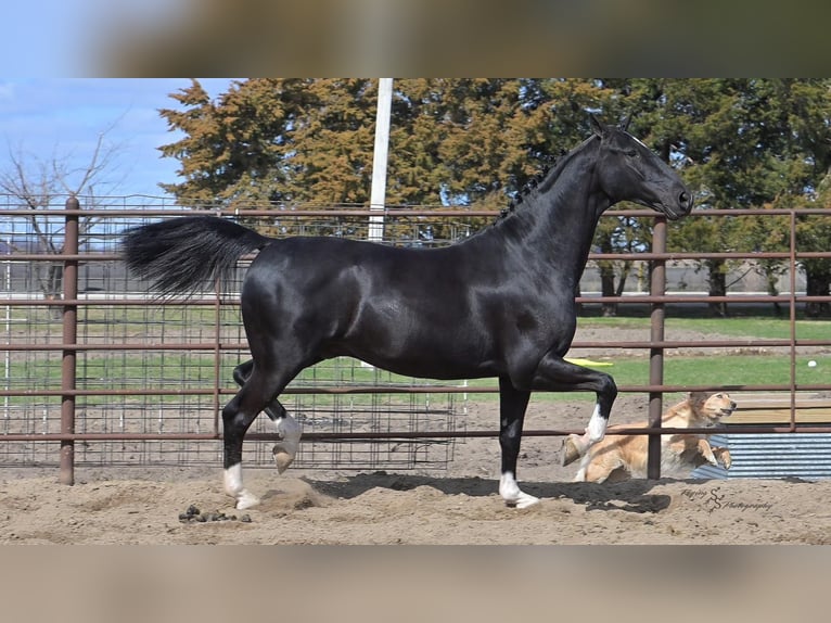 Sonstige Rassen Wallach 6 Jahre 157 cm Rappe in Fairbank, IA