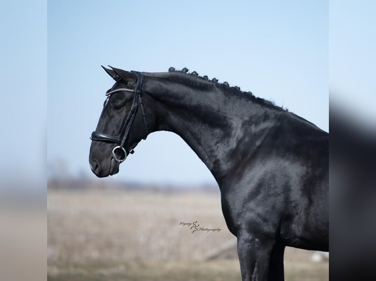 Sonstige Rassen Wallach 6 Jahre 157 cm Rappe in Fairbank, IA